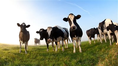 الشرطة الأمريكية تشكر أبقار أرشدت الأمن عن مشتبه به