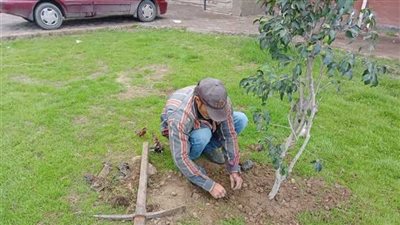 محافظ الإسكندرية: زراعة 1184 شجرة خلال الأسبوع الـ22 