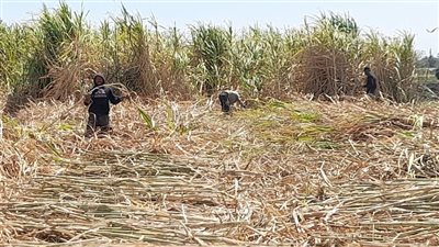 انطلاق موسم إنتاج السكر في مصنع كوم أمبو بأسوان، إنتاج 200 ألف طن في 4 أشهر (صور)