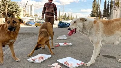 الكلاب الضالة تنهش أجساد 9 أطفال في العراق