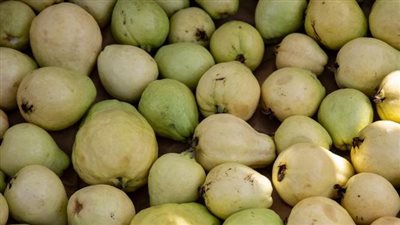 أسعار الجوافة تواصل التراجع في الأسواق، توقعات باستمرار الانخفاض خلال الفترة المقبلة، وهذه أبرز الأسباب 