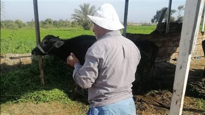 استعدادات مكثفة لإطلاق حملة التحصين ضد الحمى القلاعية والوادي المتصدع بالوادي الجديد 