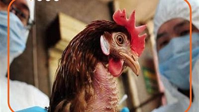 مخاوف عالمية من إصابة البشر بفيروس إنفلونزا الطيور (فيديوجراف)