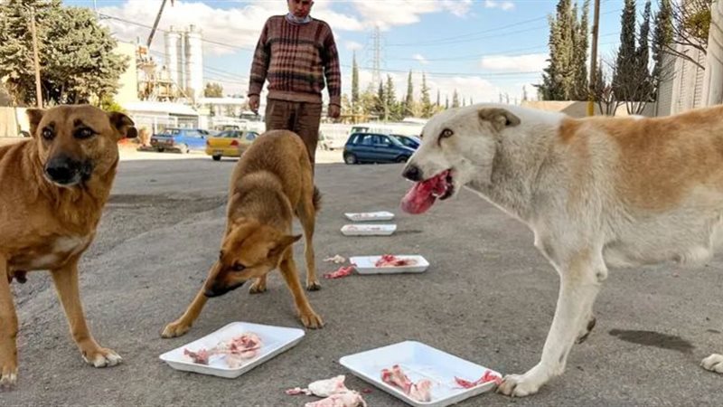 هجوم الكلاب في العراق،