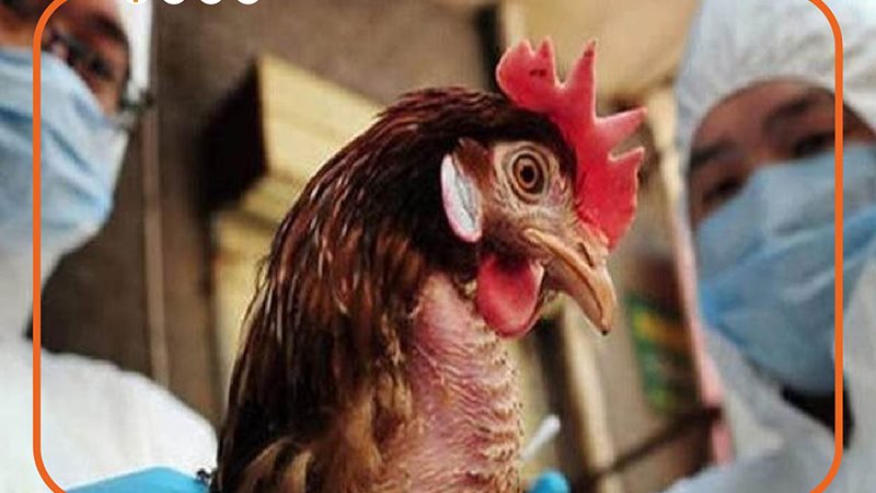 إنفلونزا الطيور،
