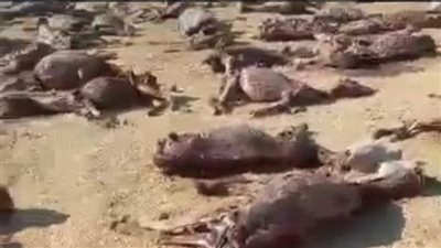 تشكيل لجنة من الطب البيطري بخصوص المقبرة الأكبر للحمير في الفيوم