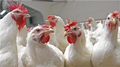 الزراعة: الإفراج عن أكثر من ٢ مليون طن خامات أعلاف خلال ٤ أشهر 