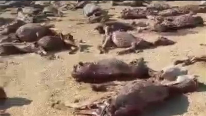 مقبرة جماعية الحمير