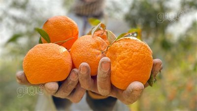 عمال اليوسفي يحصدون الذهب الأصفر في بساتين المنيا (فيديو وصور) 