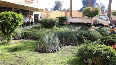 وصول 20 ألف شجرة إلى سوهاج دعما من وزارة التنمية المحلية