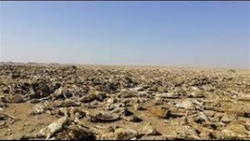 مقبرة الحمير، فيتو