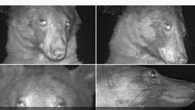 دب يلتقط 400 صورة سيلفي لنفسه