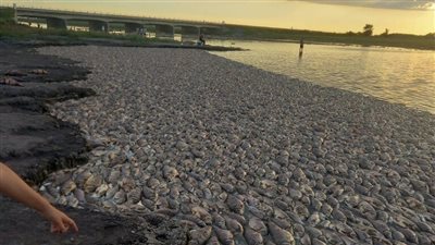 نفوق 40 طنا من الأسماك في بحيرة ألبيرتي الطبيعية بالأرجنتين (فيديو وصور)