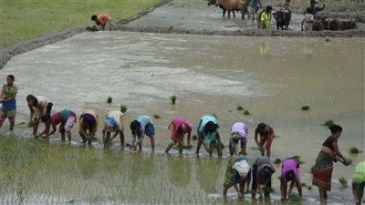 مطالب بإعادة موسم السعادة لأهل الفيوم بزراعة الأرز باستخدام سلالات موفرة للمياه