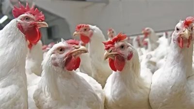 بورصة الدواجن الرئيسية، أسعار الدواجن اليوم 6-2-2023 في مصر