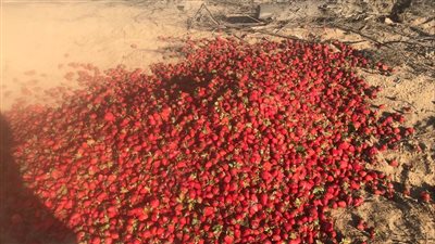 مزارعون يعدمون أطنانا من الفراولة بعد منعهم من حصادها (فيديو وصور)