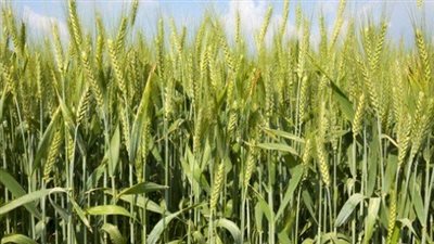 نقيب الزراعيين: زراعة مساحات كبيرة في توشكى وأبو سمبل بالقمح (فيديو)