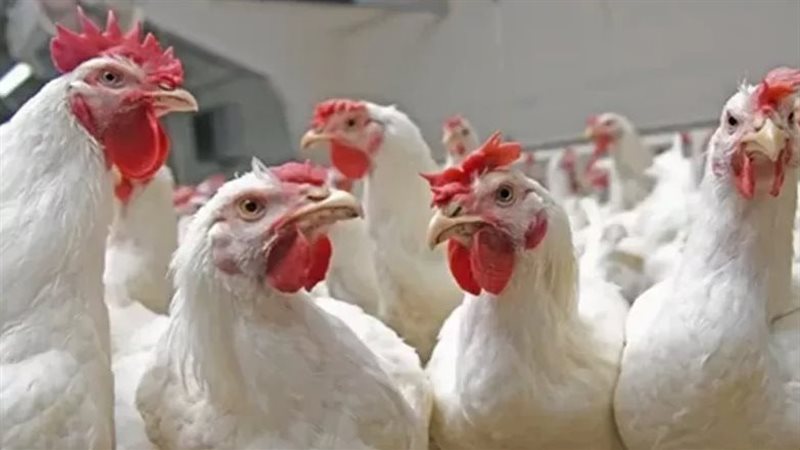 أسعار الدواجن، فيتو
