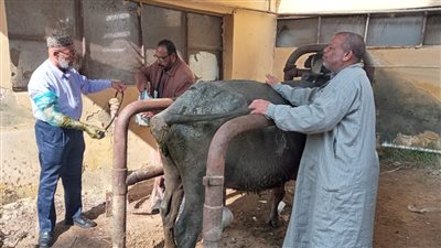 بيطري الإسماعيلية تحصن ١٧ ألفا و٩٩٥ طائرا ضد الإنفلونزا 