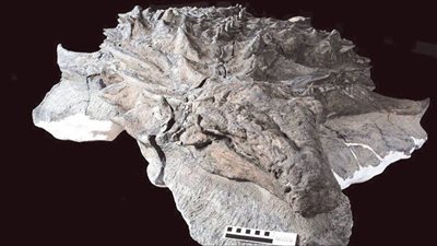 اكتشاف وجه ديناصور مكتمل البشرة