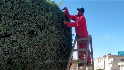 رئيس مدينة مطروح يشدد على زراعة أشجار الزينة