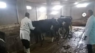 استمرار فعاليات الحملة القومية للتحصين ضد الجلد العقدي وجدري الأغنام بالبحيرة (صور)