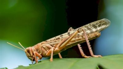 تفسير حلم رؤية الجراد في المنام وعلاقته بالمشاكل والهموم 