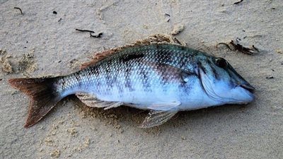 تفسير حلم السمك الميت فى المنام وعلاقته بكثرة المشاكل والديون 