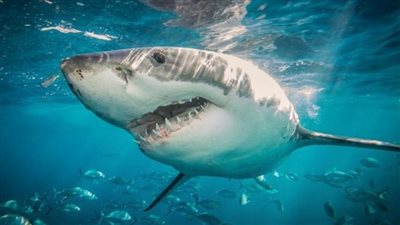 تراجع أعداد هجمات أسماك القرش عام 2022