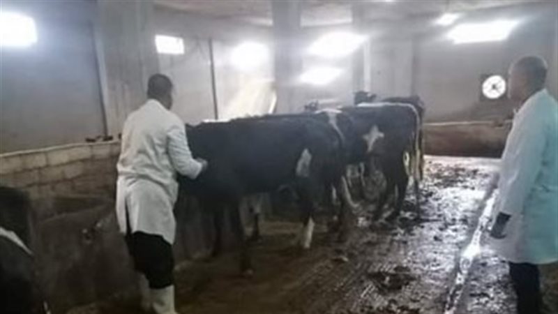 تحصين الماشية بمحافظة