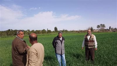 زراعة الإسماعيلية تشكل لجانا لمتابعة محصول القمح وتقديم الإرشادات الزراعية بالقنطرة شرق (صور) 