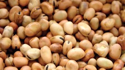 شعبة الحاصلات الزراعية: تراجع أسعار الفول بالسوق المحلى بعد الإفراجات الجمركية