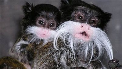 حديقة حيوان دالاس الأمريكية تعلن سرقة قردين من فصيلة تامارين 