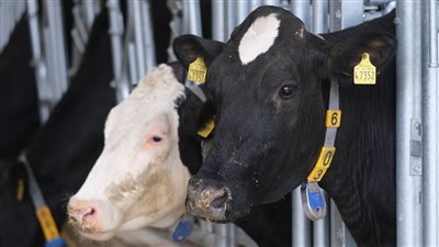 الصين تستنسخ بقرة حلوب للمرة الأولى (فيديو)