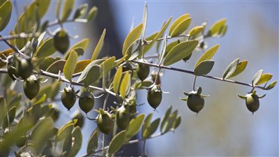 الذهب الأخضر.. معلومات الوزراء يصدر تقريرًا حول أشجار الجوجوبا وفرص زراعتها بمصر.. وعائدها على الاقتصاد القومي