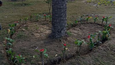 محافظ الإسكندرية: زراعة ٦٦٠ شجرة خلال الأسبوع الـ ٢٤ بنطاق أحياء الثغر