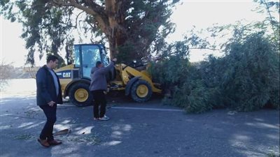 رفع شجرتي كافور من طريق الإسماعيلية الزقازيق بعد سقوطهما بسبب شدة الرياح