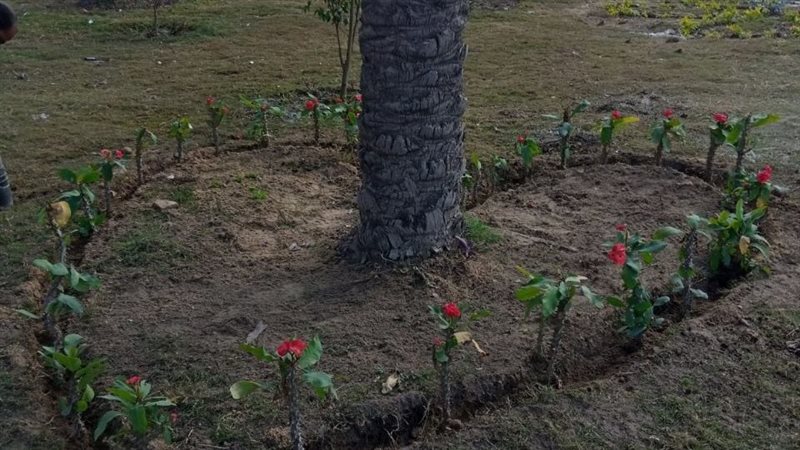 زراعة ٦٦٠ شجرة في