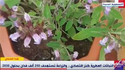 تعرف على أهم النباتات العطرية في مصر وأهميتها التصديرية |فيديو 