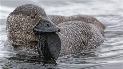 حتى الشتيمة.. نوع من البط يقلد أصوات البشر| فيديو