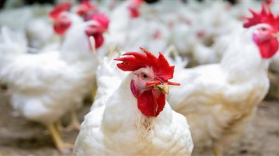 أسعار الفراخ اليوم 4 -10-2021 في المنيا