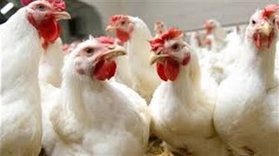 أسعار الفراخ اليوم الخميس 9-9-2021 في الدقهلية