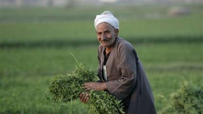  برلماني يكشف دور البرلمان في دعم الفلاح الفترة الماضية