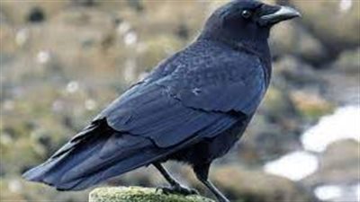 يمكنها عد الأرقام بطريقة مماثلة للأطفال، أسرار جديدة بحياة الغربان 