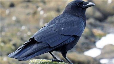 تفسير رؤية الغراب في المنام وعلاقته بالفشل والحظ السيء