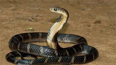 تفسير رؤية الثعبان الأسود في المنام وعلاقتها بوجود أقارب حاقدين 