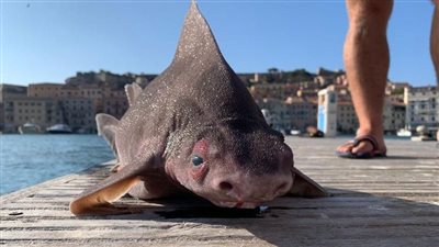 رصد قرش برأس خنزير في جزيرة إيطالية | صور