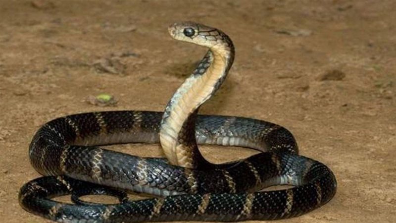 تفسير رؤية الثعبان