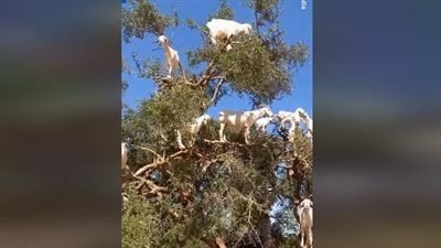 قطيع ماعز يقف كالعصافير على أغصان شجرة | فيديو