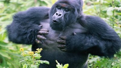 كورونا تضرب الغوريلا في حديقة حيوانات أتلانتا